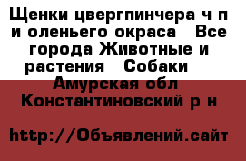 Щенки цвергпинчера ч/п и оленьего окраса - Все города Животные и растения » Собаки   . Амурская обл.,Константиновский р-н